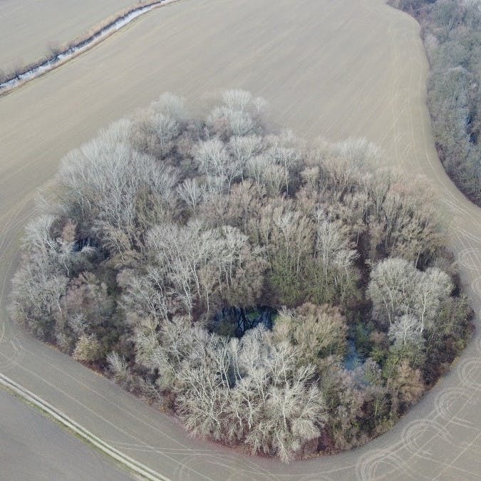 The island forest where Mossy Earth and BROZ will create two amphibian ponds along the Čiliz Brook