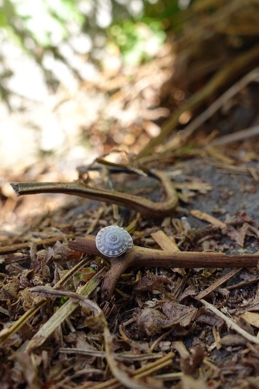 A snail Mossy Earth has set out to save from extinction on Deserta Grande island in the middle of the Atlantic ocean.