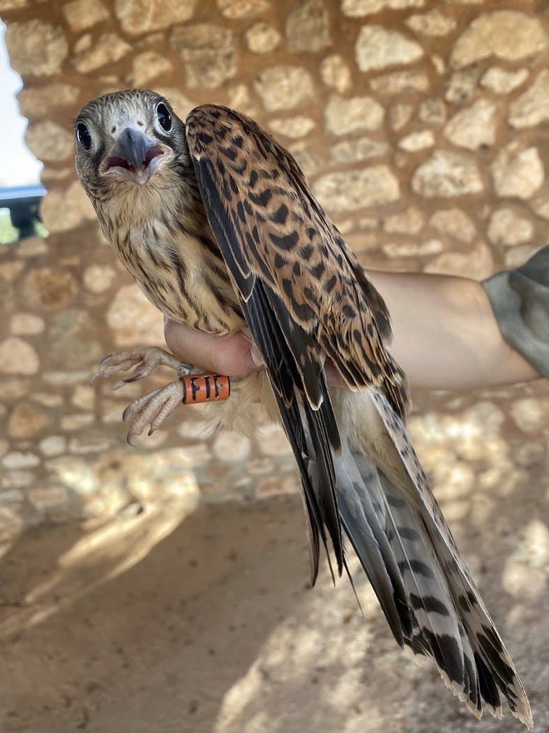 A GPS tagged lesser kestrel in Mossy Earth's GPS tagging project in Andalucia.