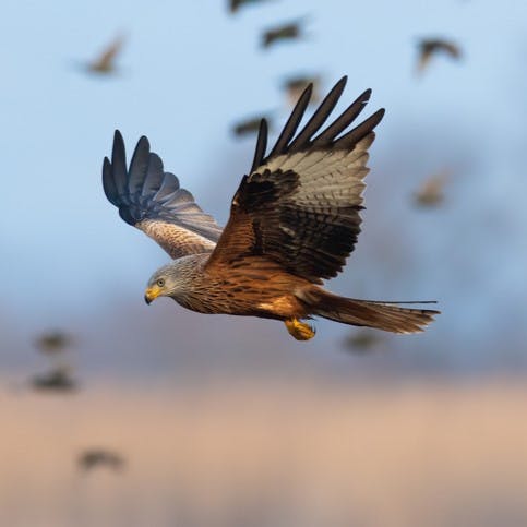 A red kite swoops through the air.