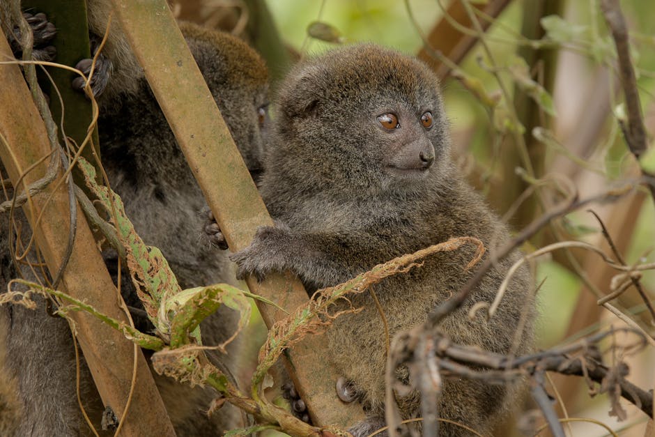 Marmoset Monkey Disposable Diapers Prices Online Www oceanproperty co th marmoset-monkey-disposable-diapers-prices-online-www-oceanproperty-co-th