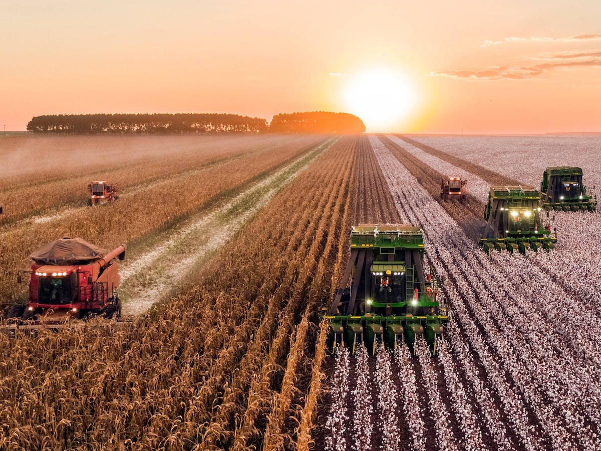 Humanly engineered fields of grain that cover huge areas of the landscape are being harvested. Rewilding seeks to restore some of these lands we have destroyed.