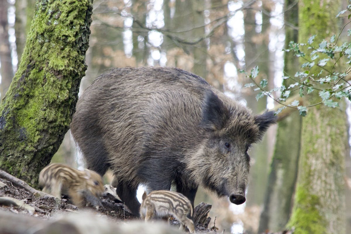 A wild boar in a forest with its young
