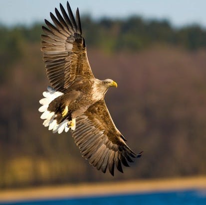A white tailed eagle soars through UK countryside