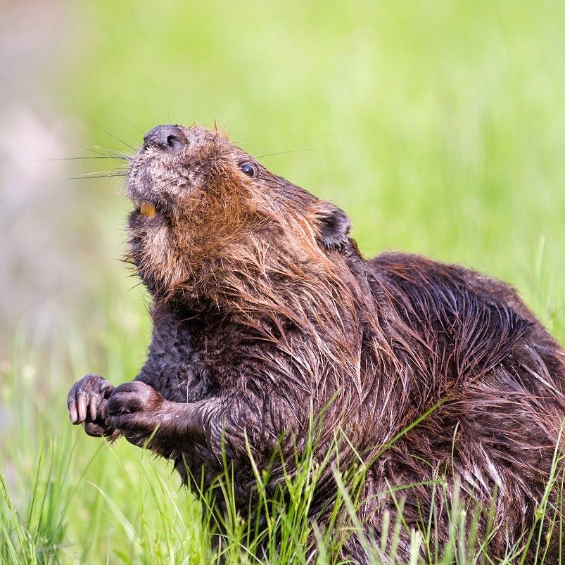 Beavers provide salmon with shelter they cannot find elsewhere, which is just one of the positive tropic cascade effects beavers can have. 