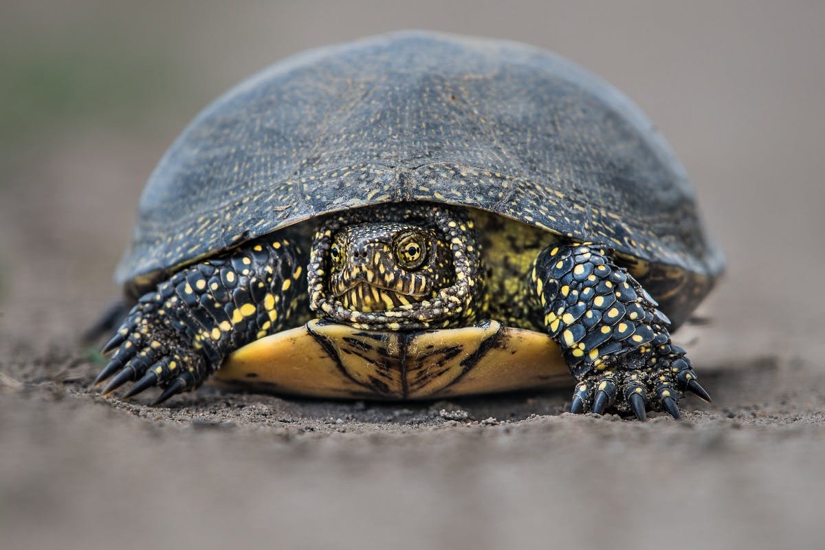 A close up image of a European pond turtle with its head retracted into its shell. GPS tracking is a rewilding intervention aimed at protecting their nests and eggs.