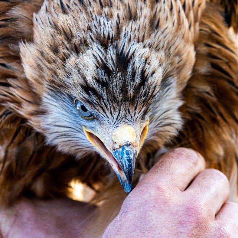 Red Kites Reintroductions in the Iberian Peninsula