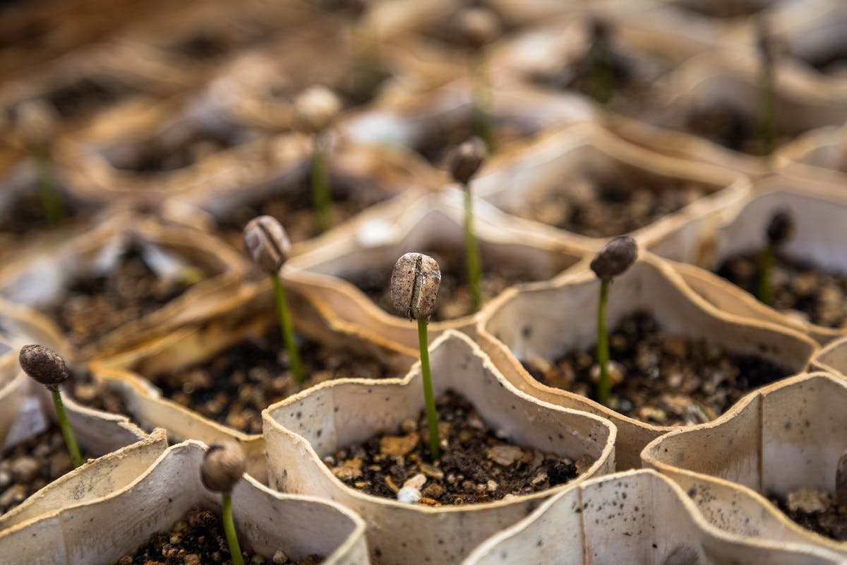 Coffee beans growing in compost. Used coffee beans make for a great home composting agent