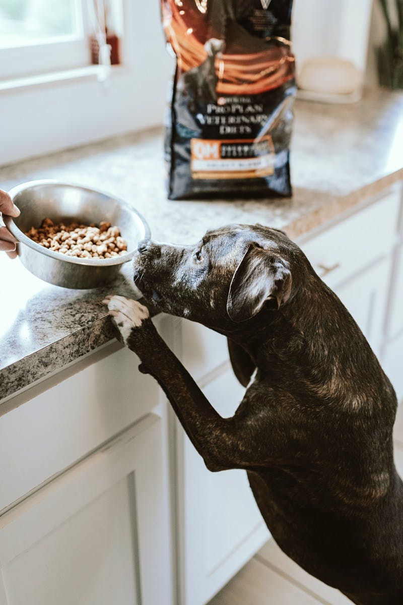 A dog smelling his bowl of food