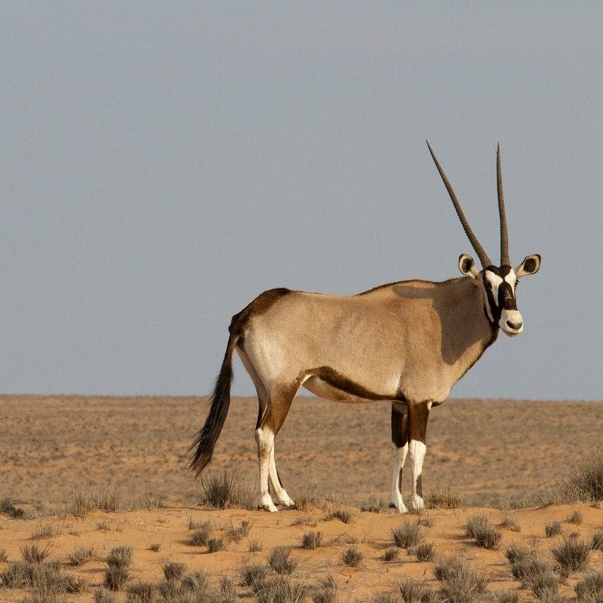 A gemsbok stands in the bottom right corner against a backdrop of savannah grassland