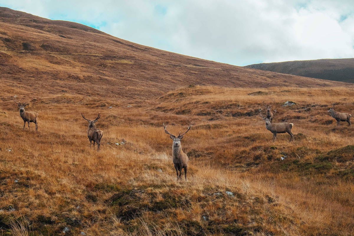 A herd of red deer stand against a backdrop of autumnal hills in the Scottish Highlands.