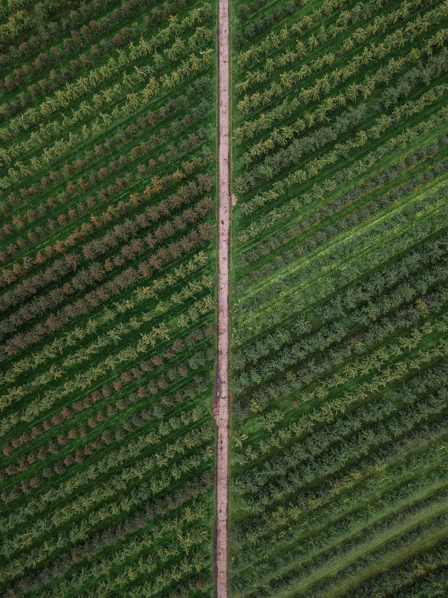 Birds eye view of a monoculture plantation with a straight road dividing it.