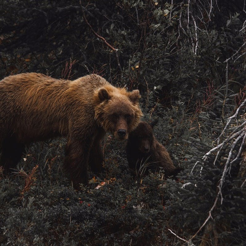 A European brown bear and her cub in woodland.