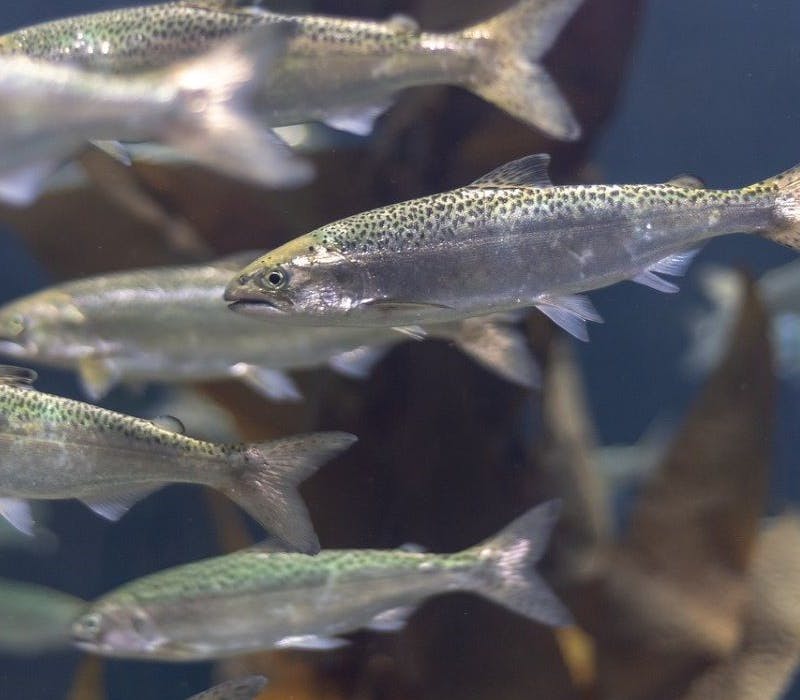 A school of salmon head in one direction.