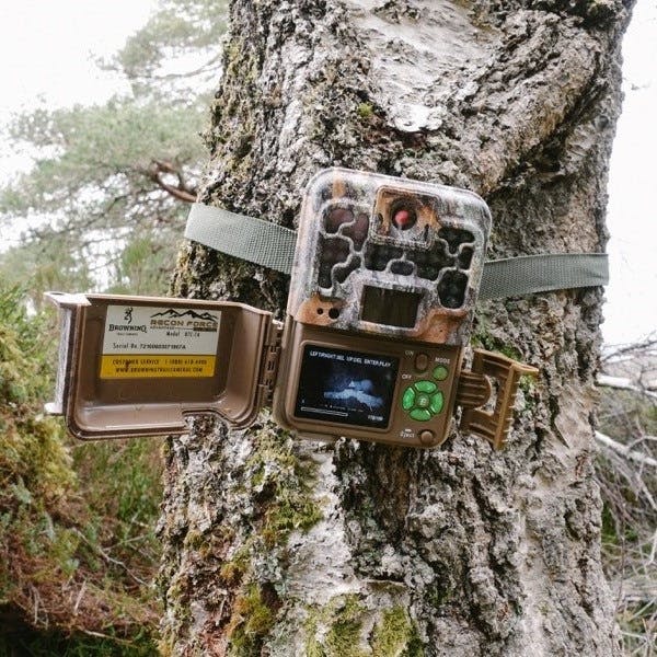 A camera trap set up on a tree in Scotland to monitor Scottish wildcats