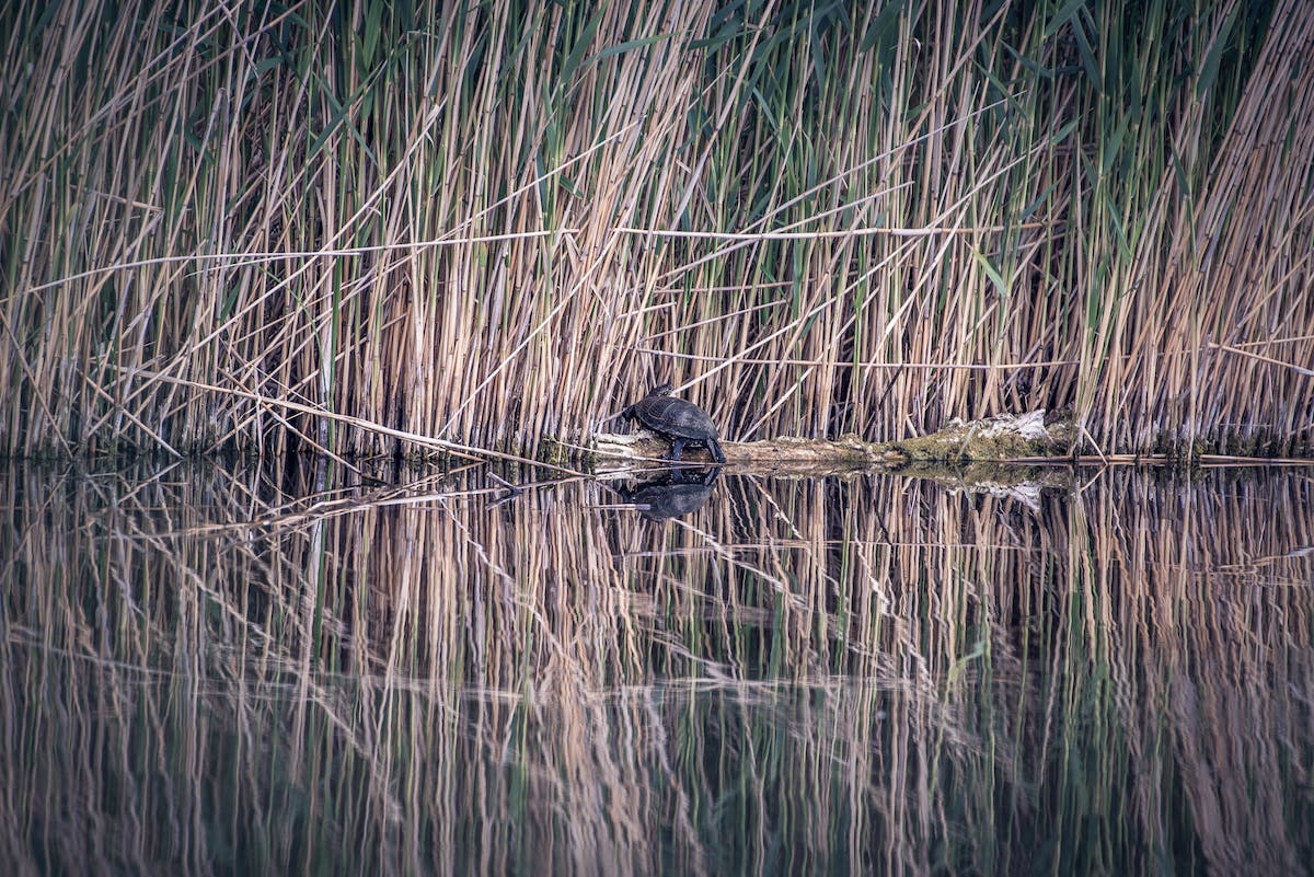 A turtle on a rock in a river next to long grasses. It is such habitats that conservation efforts in Europe are trying to protect.