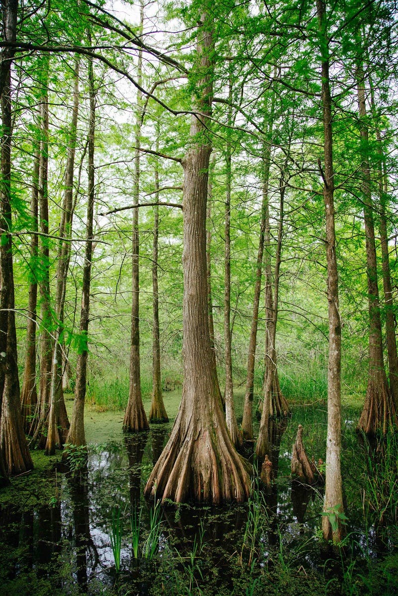 Trees in a wetland, an effective natural carbon sink.