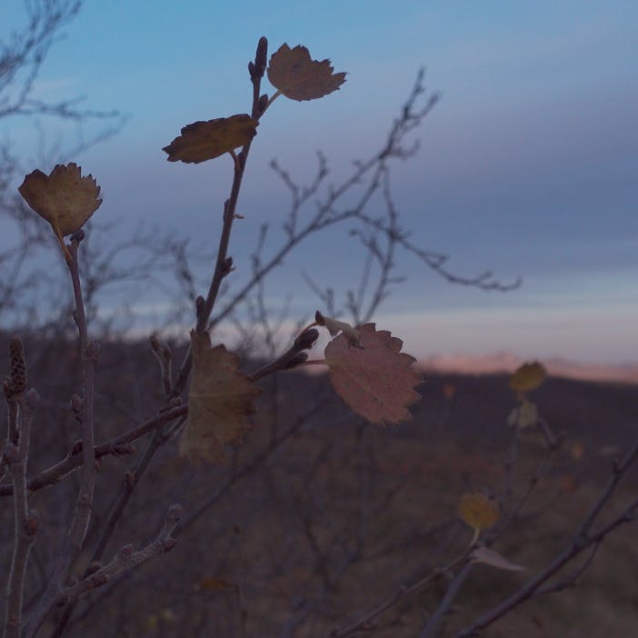 Downy birch, the tree species being used in reforestation efforts in Iceland by Mossy Earth and the IFS.