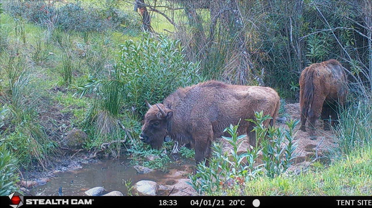 A camera trap set up at one of the water sources regularly captured the bison herd passing by, with here a female wearing a GPS collar to study the herds movements.