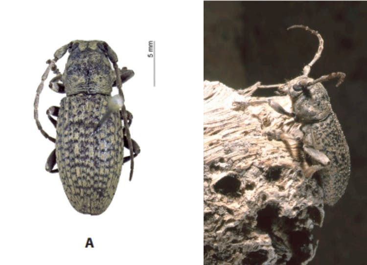 Deucalion oceanicum an endemic beetle from the Salvagens Islands