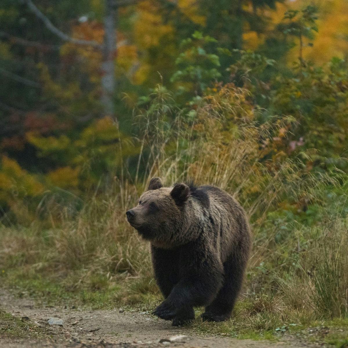 A European brown bear strolls across a forest path in Romania against a backdrop of green and golden leaves