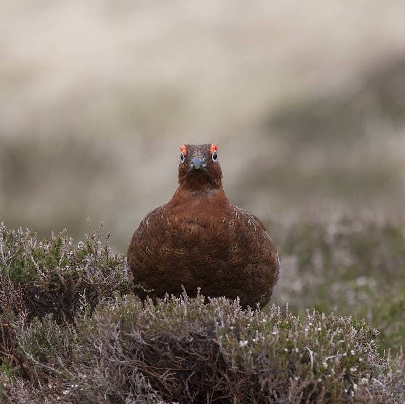 A red grouse crouches among the heather. For centuries the Scottish wildcat was persecuted to protect grouse for hunting