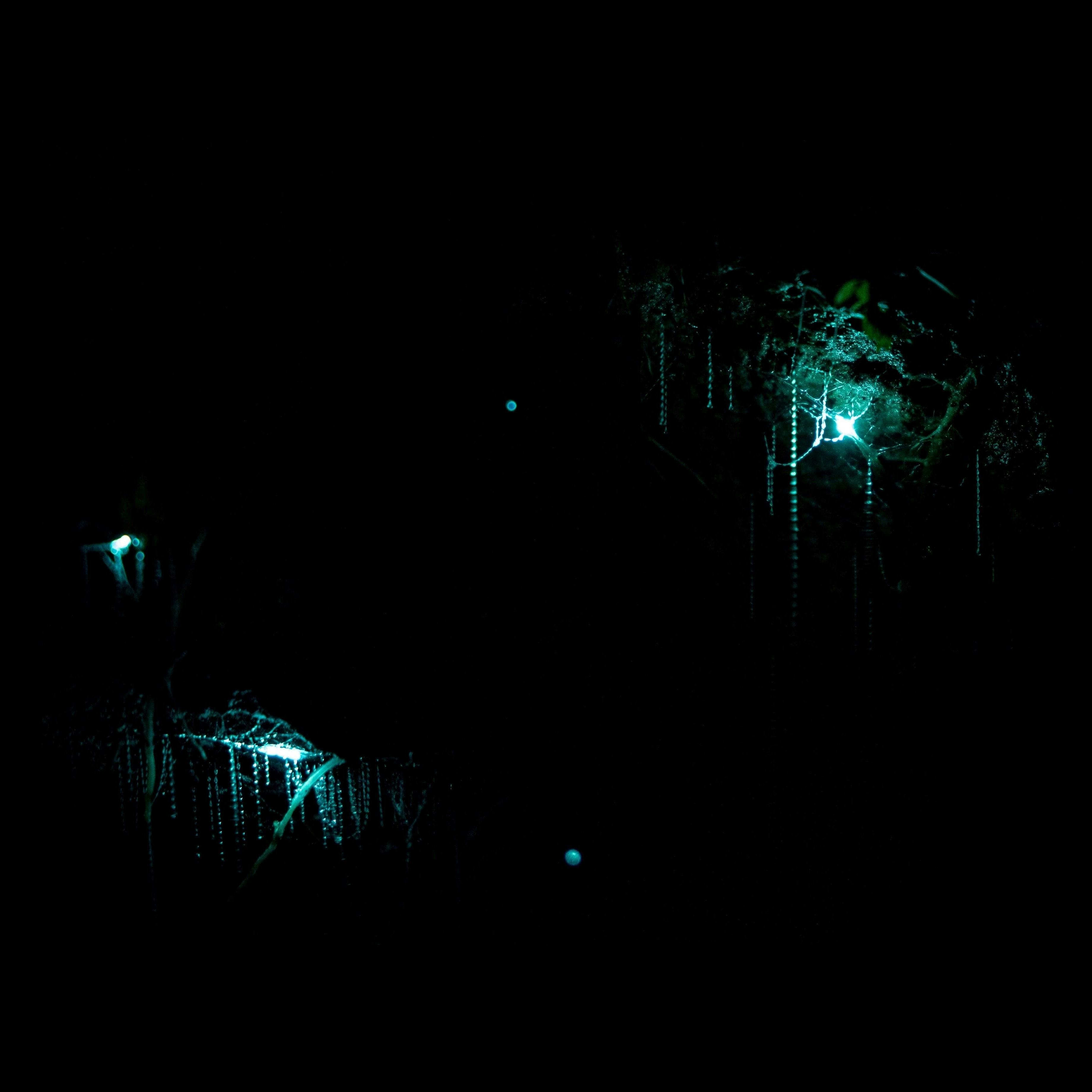 Blue light and sticky web beads of New Zealand glowworms in dark cave.