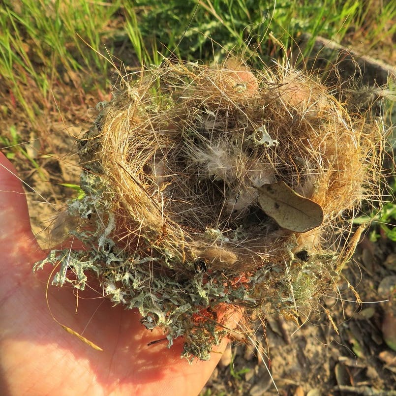A Bird nest with bison fur.