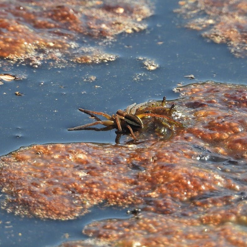 A raft spider on the surface of a pond