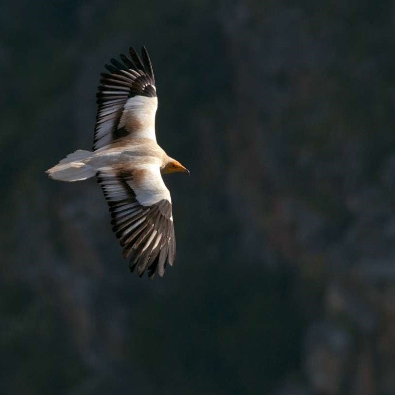 An Egyptian vulture soaring over the Douro valley.
