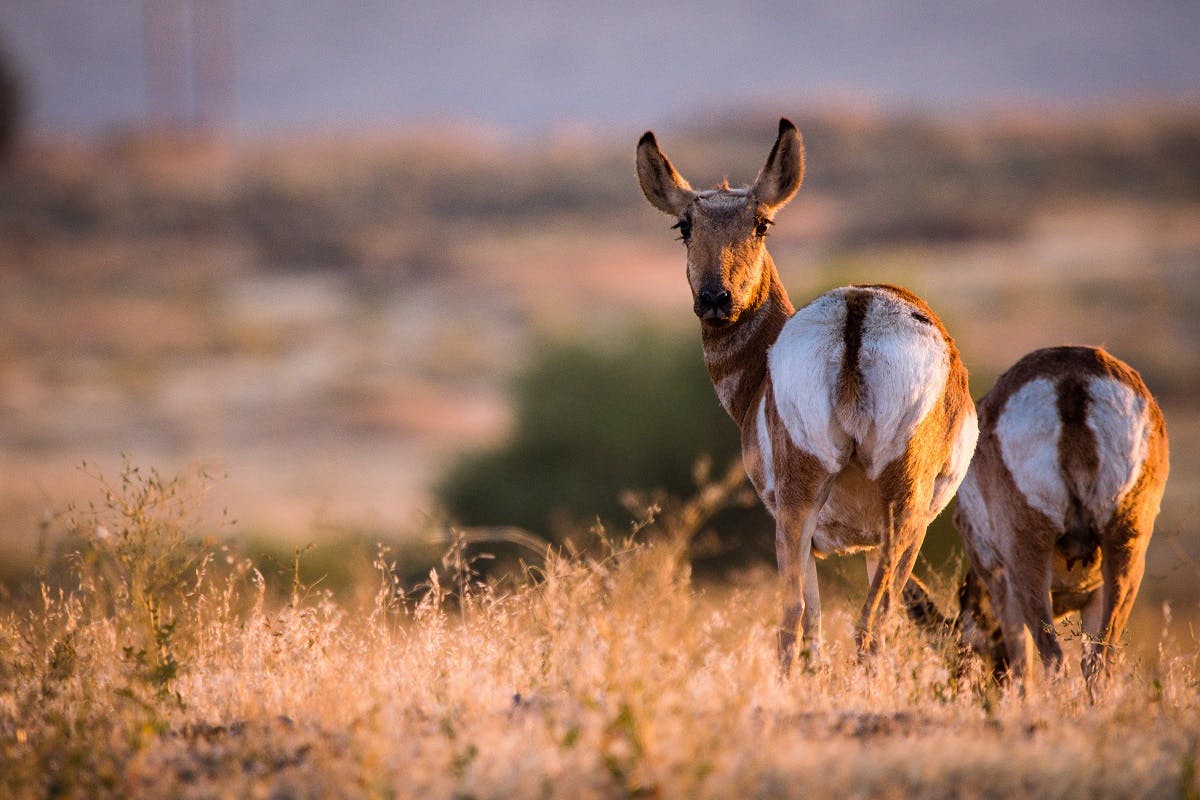 Two pronghorn grazing in north America's great plains, which have become the epicentre of rewilding in north America.-