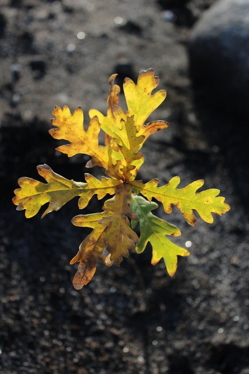 An oak sapling glows orange against a backdrop of black ash