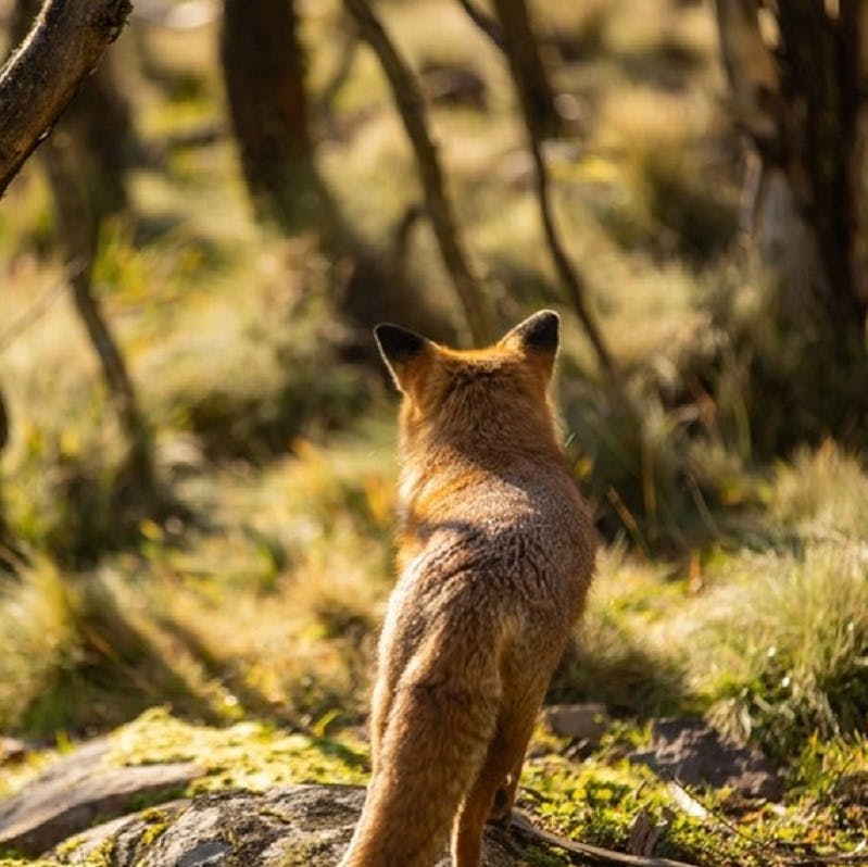 An Australian red fox surveys a forested area.