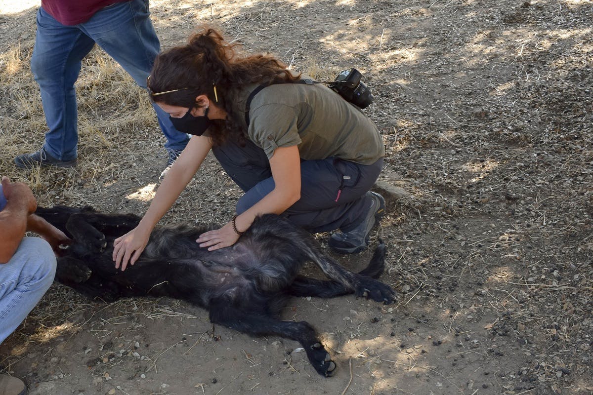 Sara Aliácar assisting the vet in giving Nero a quick health check up.  