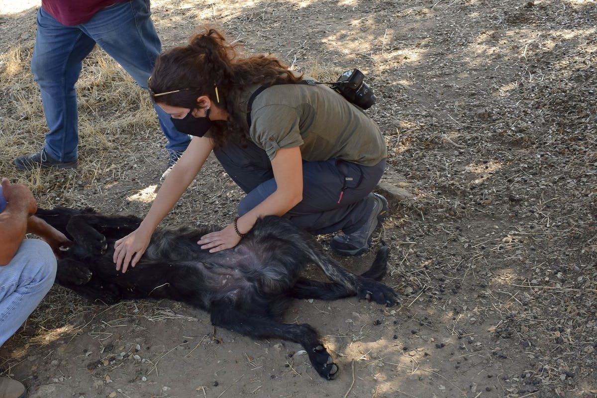 Sara Aliácar assisting the vet in giving Nero a quick health check up.