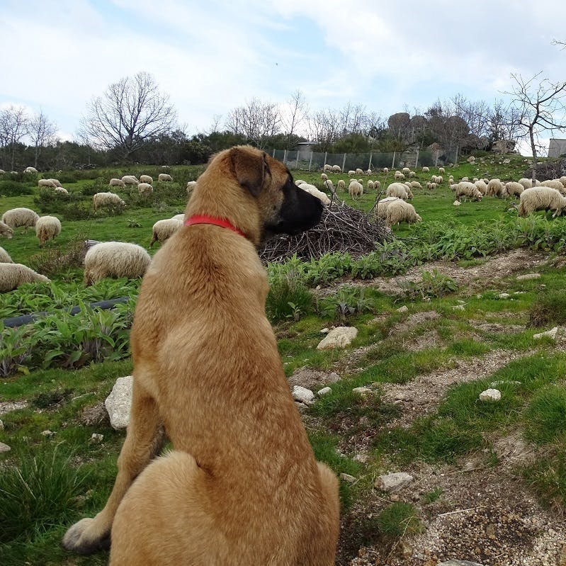 Vigilant livestock guarding dog among his sheep flock, to prevent wolf attacks, in the project area south of the Douro river in Portugal 