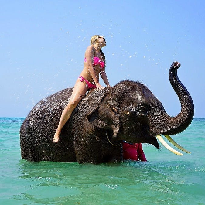 A holiday maker ignorantly enjoying an elephant ride. Keep these responsible travel tips in mind before jumping on the back of an elephant, camel  or dolphin. 