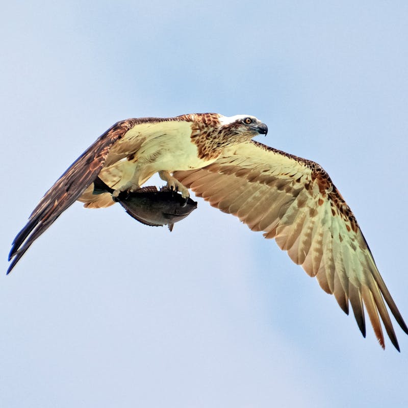 A hawk carries off its prey, a fish.