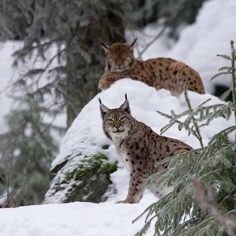 Two Eurasian lynx rest in a snow covered conifer forest