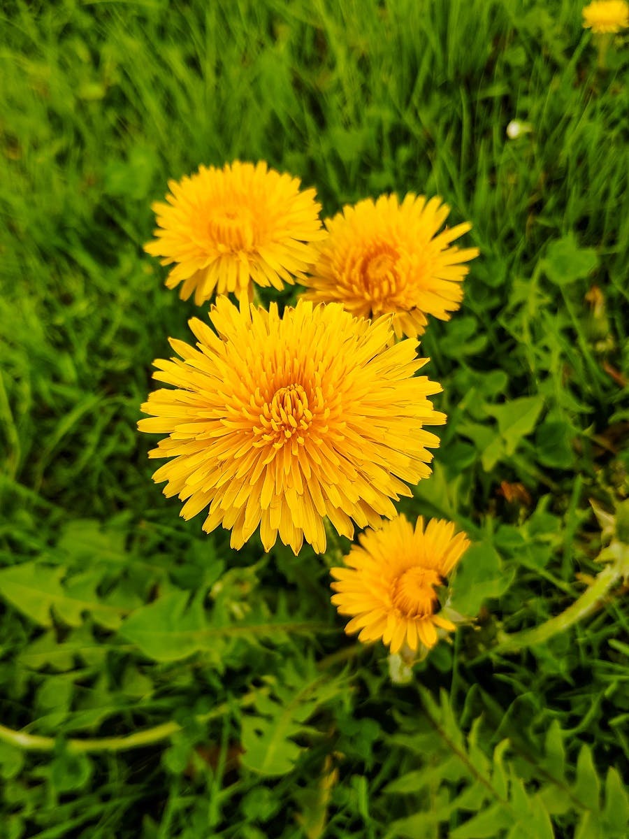 A dandelion in full bloom, an easy starter in the world of wild food foraging.