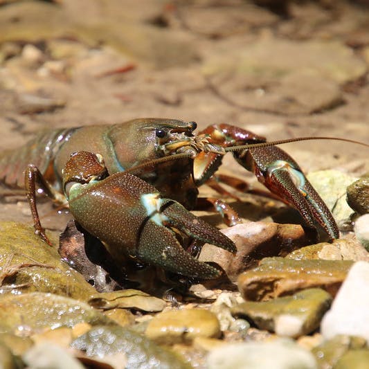 the signal crayfish