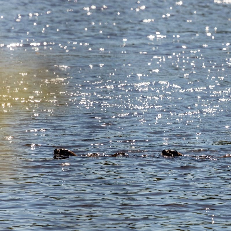 Otters at Paul de Toirões.