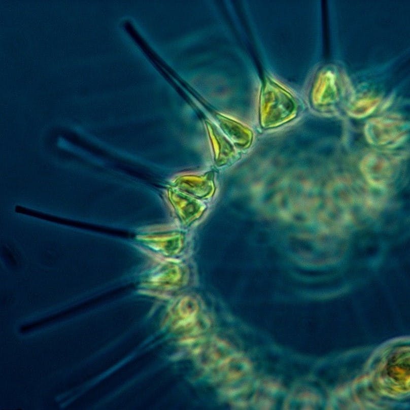 phytoplankton 