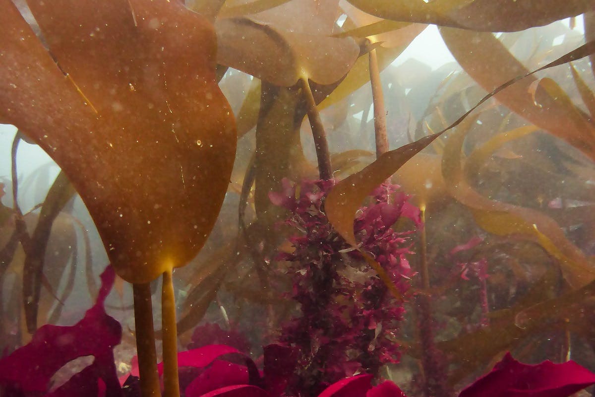 A kelp forest on the coast of Portugal.