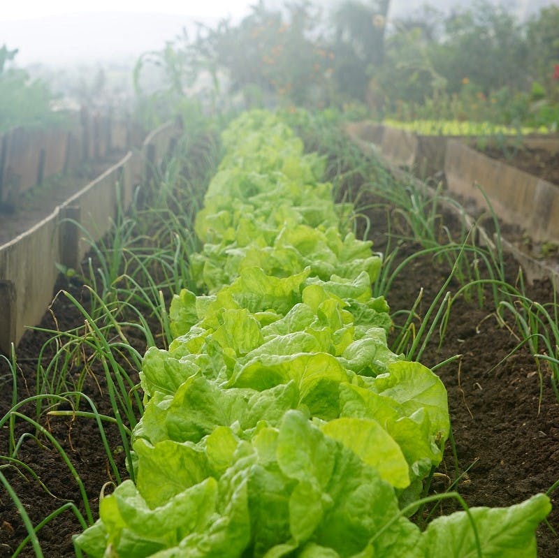 A row of lettuces and onions in an allotment. Growing your own is an easy way to ensure you are eating seasonally and local