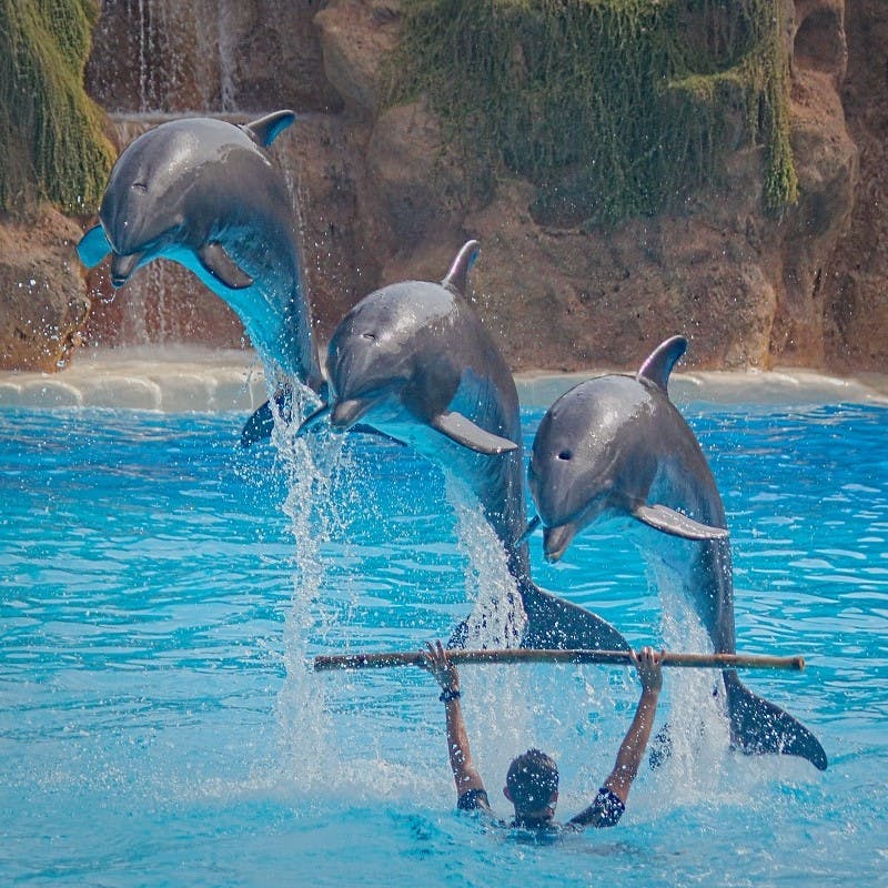 Captive dolphins performing an unnatural show . Keep these responsible travel tips in mind before selecting the attractions you'll visit during your holiday.