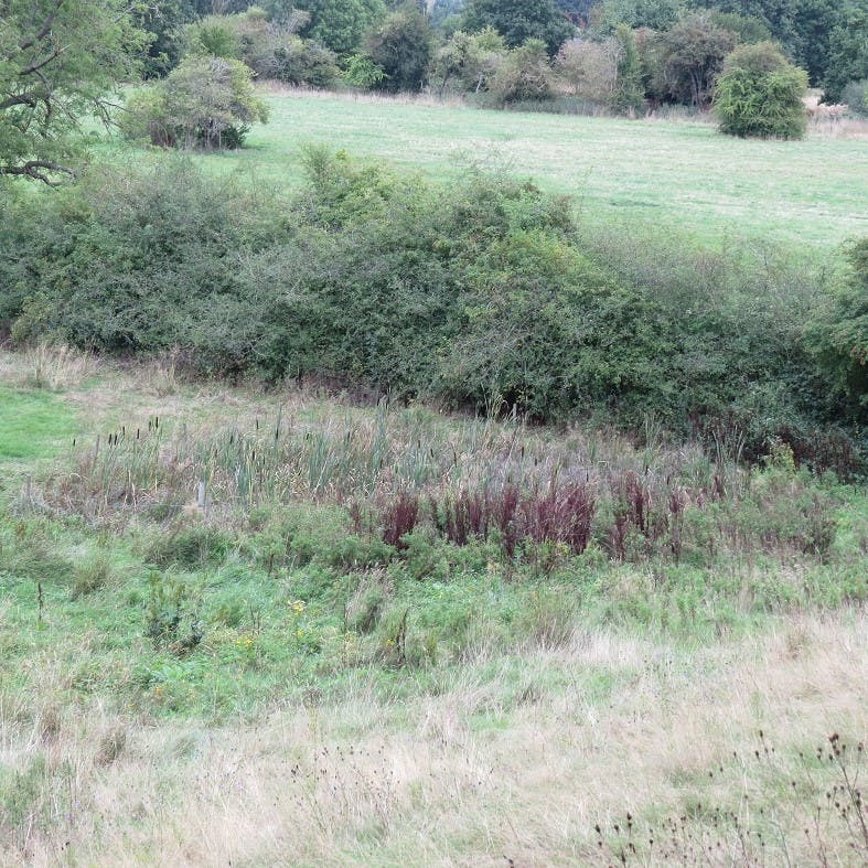 The overgrown vegetation surrounding the pond.