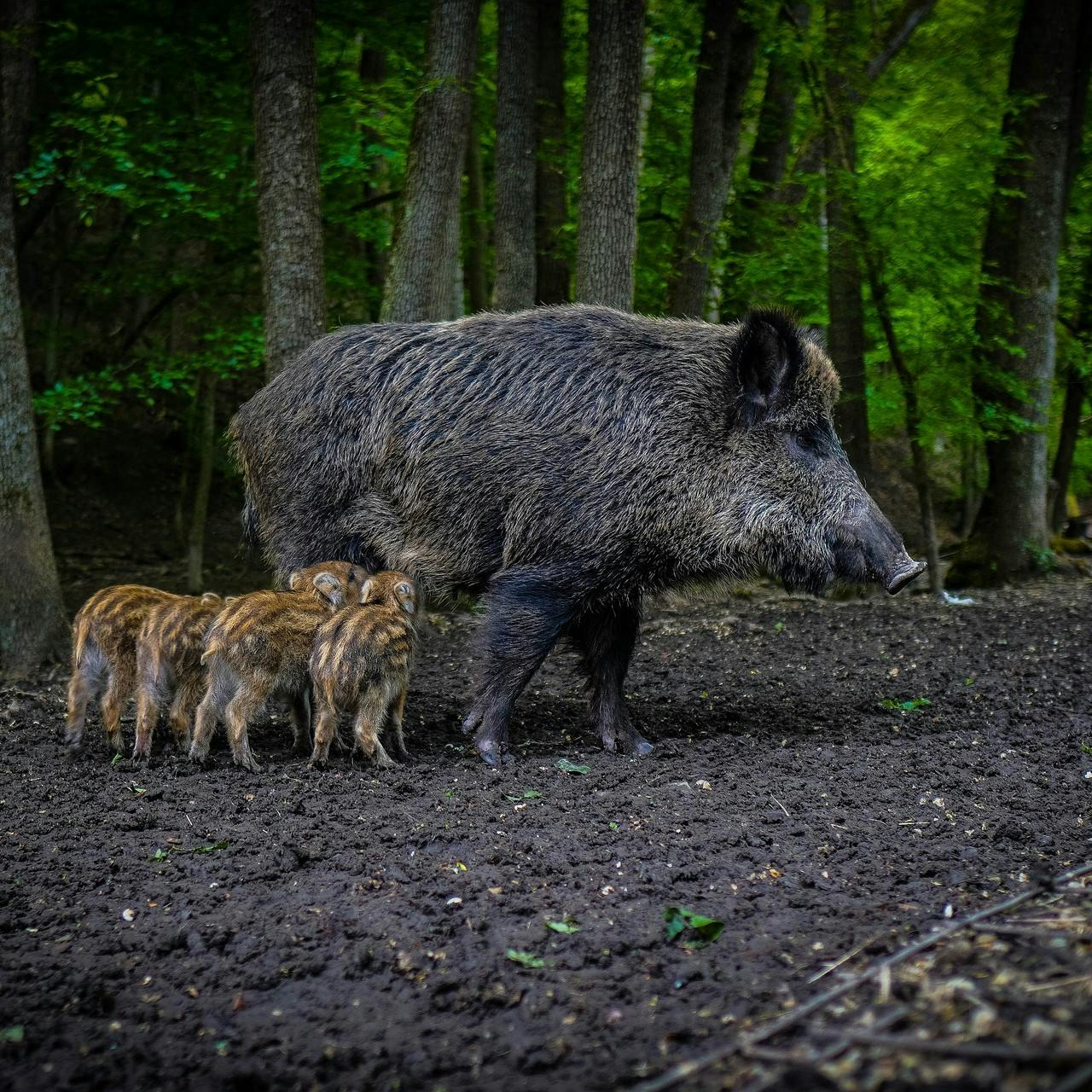 A female boar with her sows