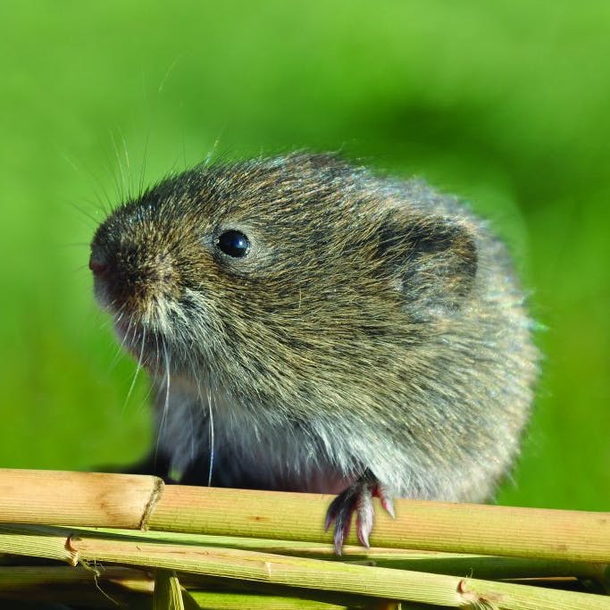 A Pannonian root vole, the target species to protect in Mossy Earth's wetland restoration project.