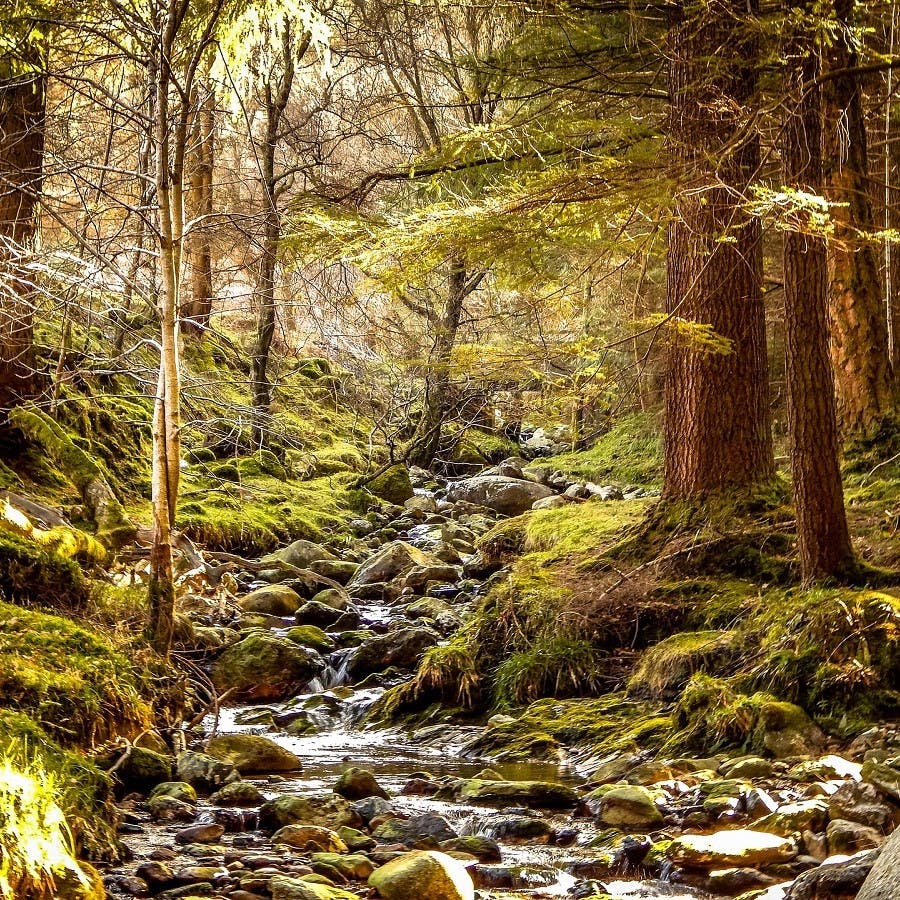 A healthy native forest in Ireland. Sadly, only pockets of such forests exist in Ireland. Rewilding in Ireland seeks to reverse this by encouraging more native wilderness. 